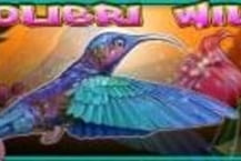 Colibri Wild