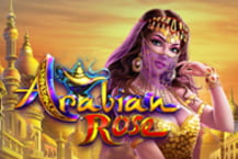 Arabian Rose