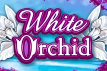 White Orchid