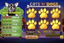 Cats 'N' Dogs