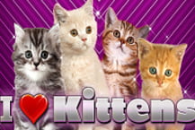 I Love Kittens