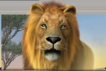 Africa Goes Wild