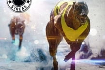 Greyhound Streak