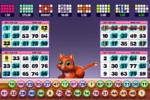 Bingo Gatinho
