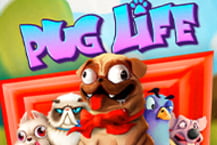Pug Life 96