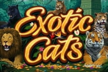 Exotic Cats