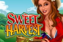 Sweet Harvest
