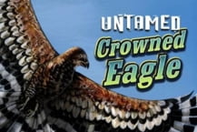 Untamed Crowned Eagle