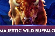 Majestic Wild Buffalo