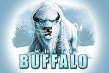 White Buffalo