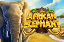 African Elephant™