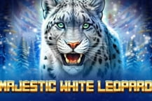 Majestic White Leopard
