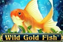 Wild Gold Fish