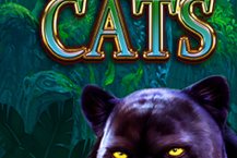 Cash Cats