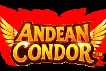 Andean Condor