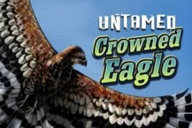Untamed Crowned Eagle