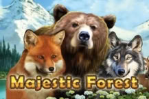 Majestic Forest