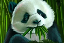 Rich Panda