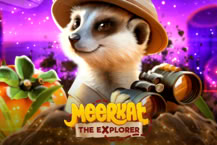 Meerkat