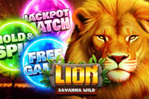 Lion - Savanna Wild