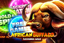 African Buffalo - Savanna Wild