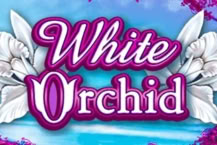 White Orchid