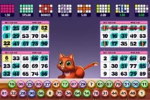 Bingo Gatinho