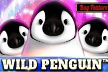 Wild Penguin