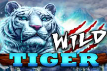WILD TIGER- A47