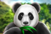 Wilds of Asia