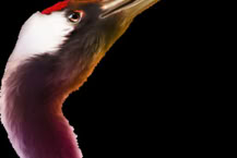 POWER PRIZES™ – Royal Crane™