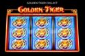 Golden Tiger