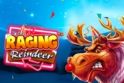 Raging Reindeer