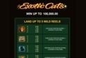 Exotic Cats
