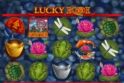 Lucky Koi