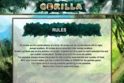 Gorilla