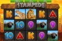 Stampede