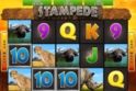 Stampede