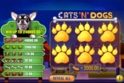 Cats 'N' Dogs
