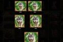 Wild Animals