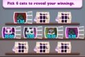 Bingo Gatinho