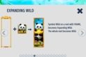 Panda Paradise