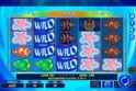 Wild Shark Bonus Buy