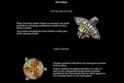 Lost Relics