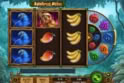 Rainforest Riches